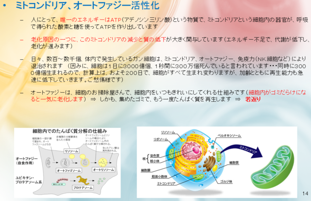 ボーテミトコンドリア.PNG